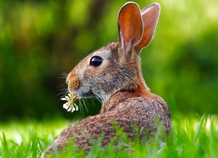 Frozen Rabbits for Reptiles & Amphibians