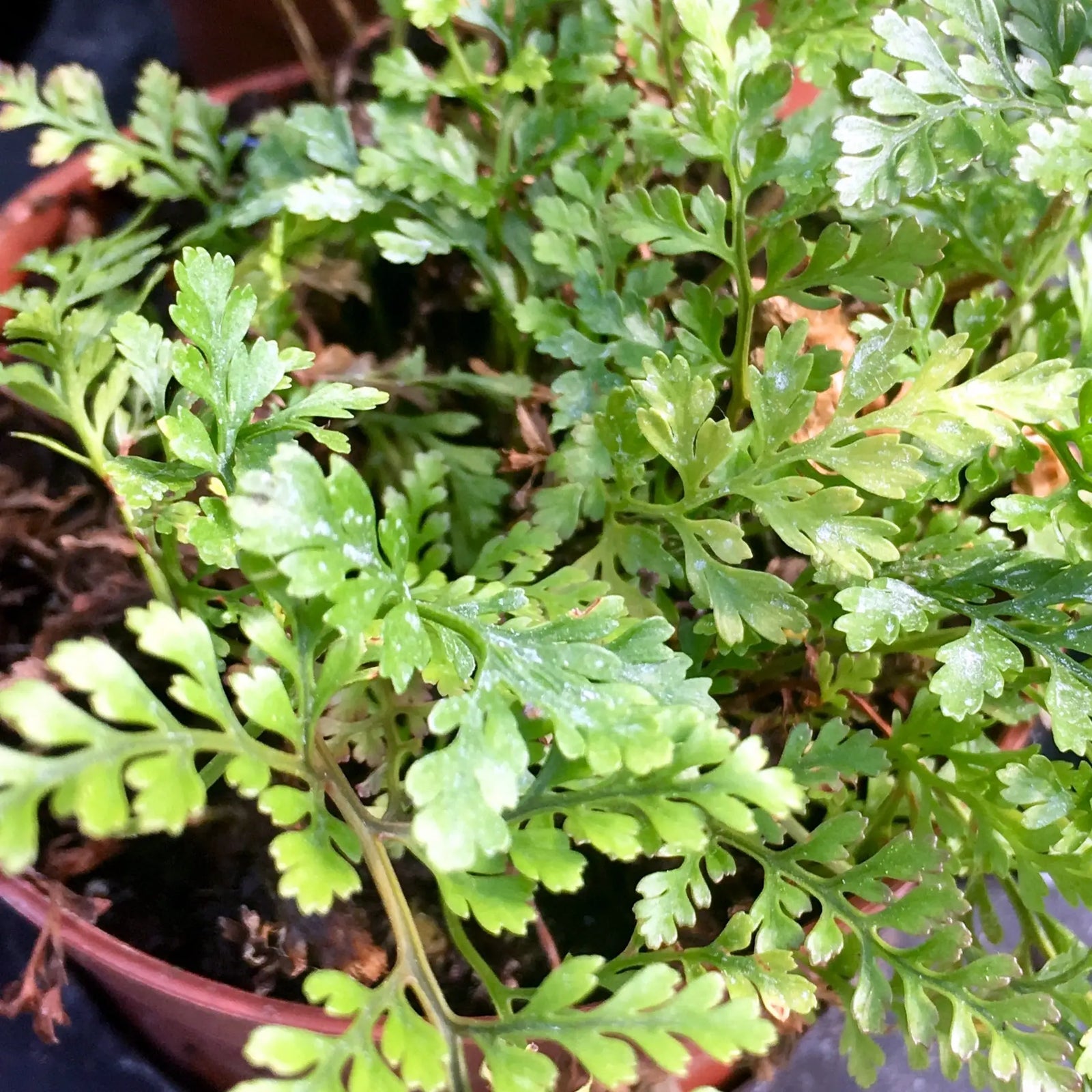 Buy Rabbit Foot Fern (Davallia sp) online