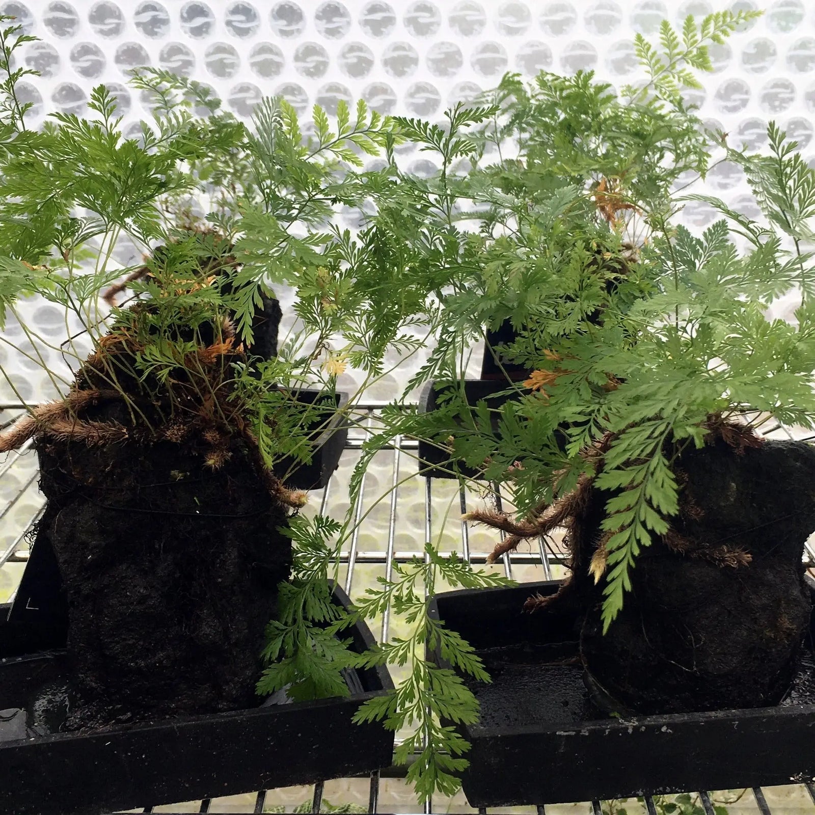 Buy Rabbit's Foot Fern on Lava Rock (Davallia sp.) online