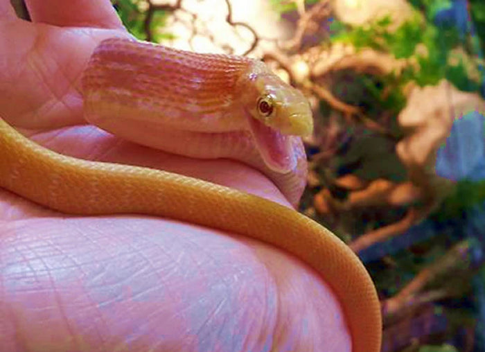 Radiated Rat Snake Setup