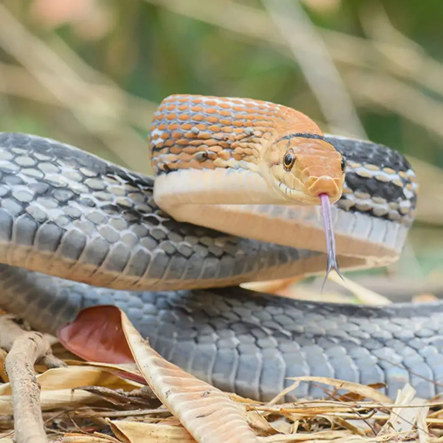 Radiated Rat Snake Setup