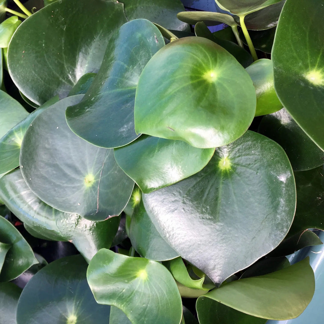 Buy Raindrop Peperomia (Peperomia polybotrya 'Raindrop') (PPL418) Online at £11.39 from Reptile Centre