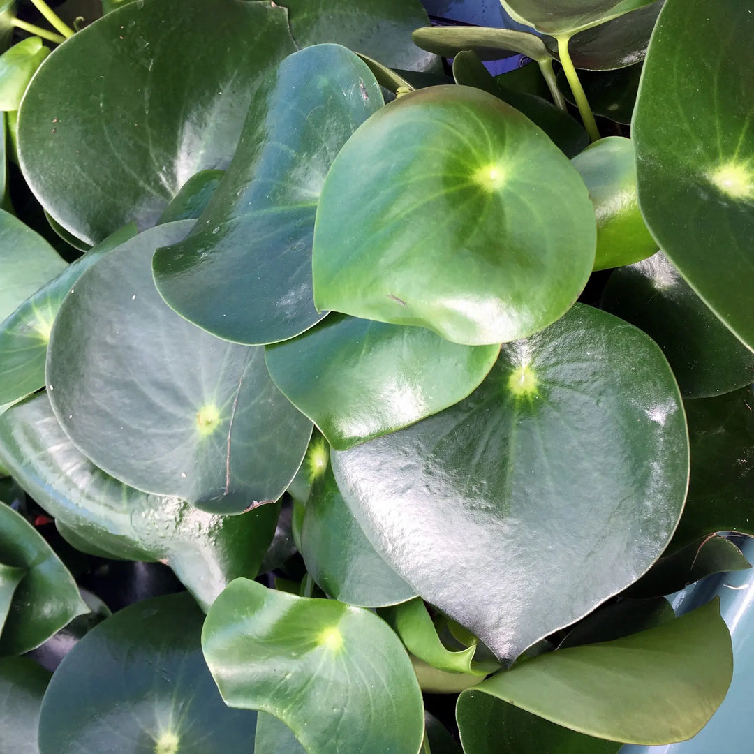 Buy Raindrop Peperomia (Peperomia polybotrya &