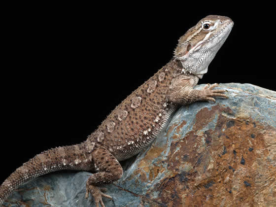 Rankin Dragon Setup