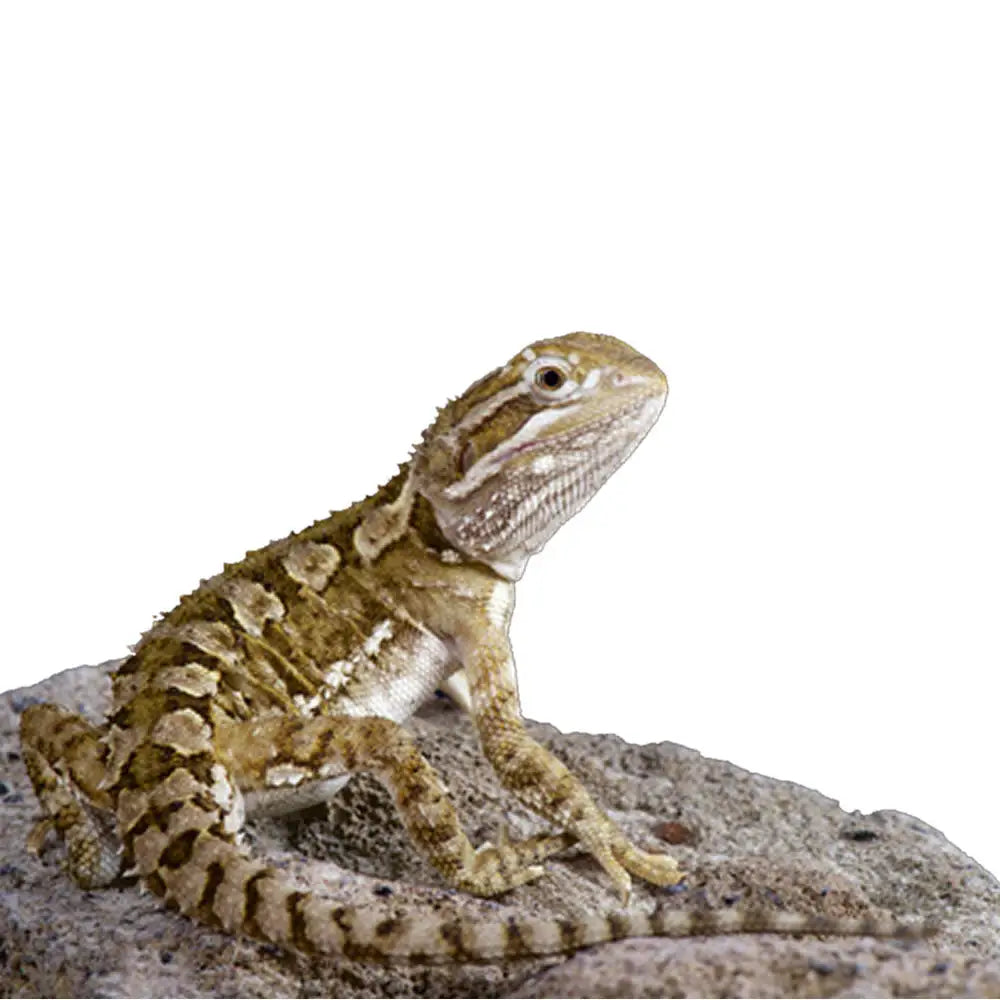 Buy Rankin's Dragon Setup online