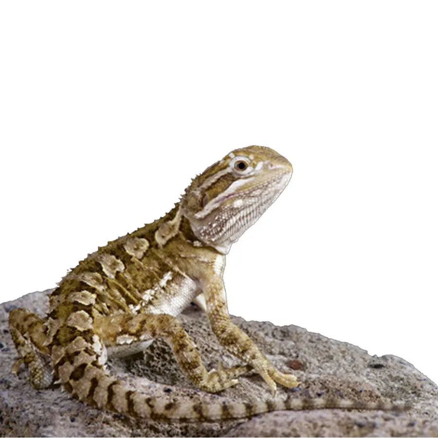 Rankin’s Dragon Setup