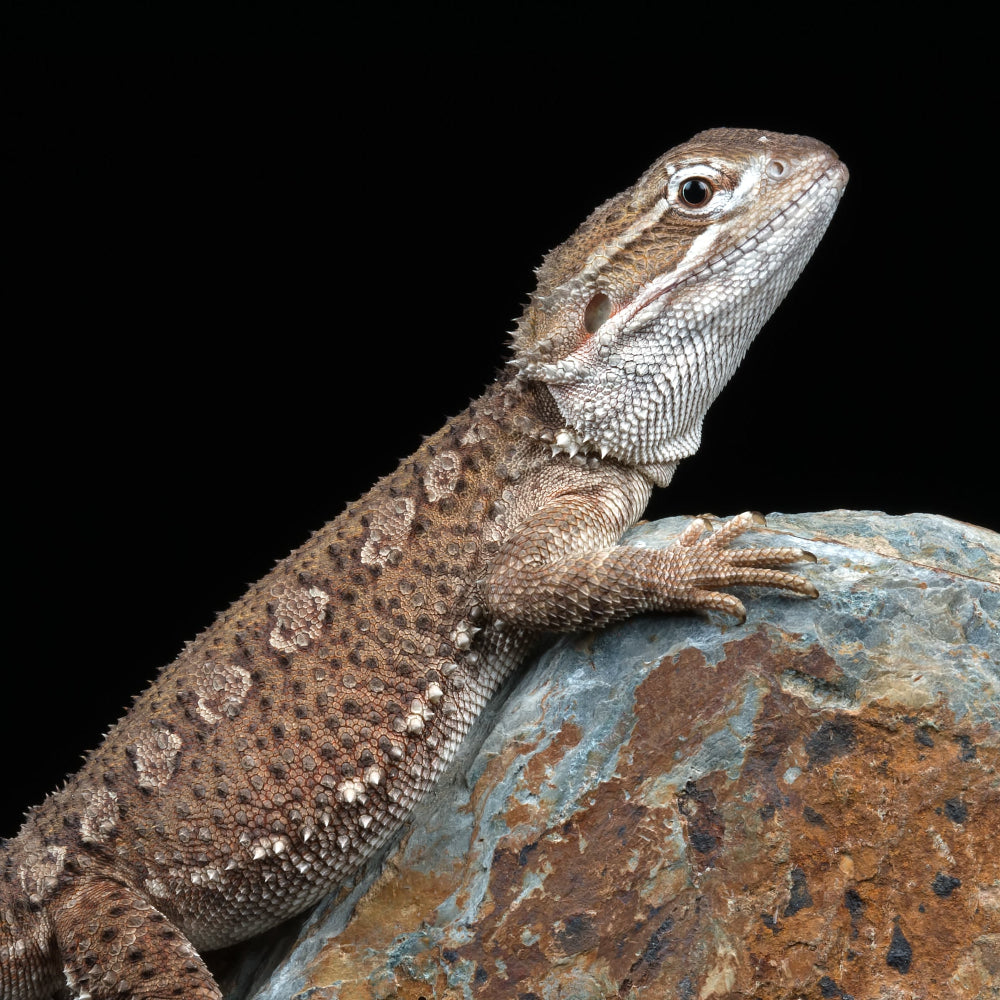 A rankins dragon climbing a grey rock against a black background