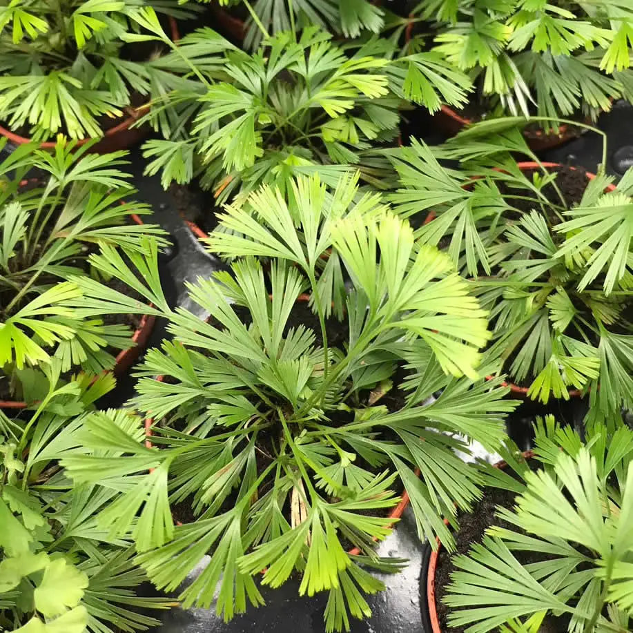 Buy Ray Fern (Actiniopteris australis) online