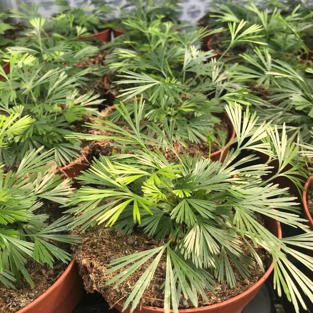 Buy Ray Fern (Actiniopteris australis) online