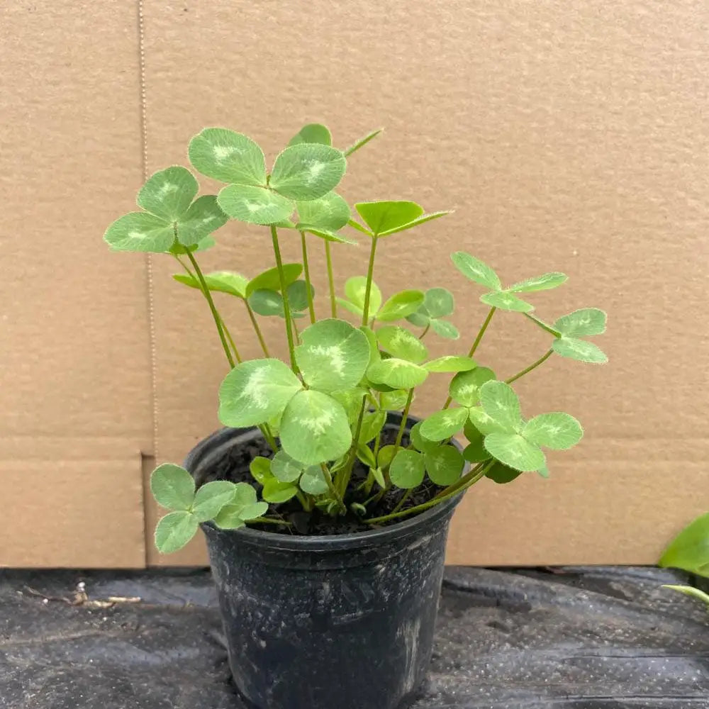 Buy Red Clover (Trifolium pratense) online