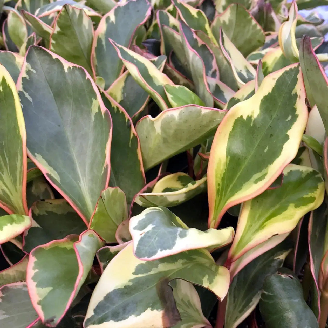 Buy Red Edged Radiator Plant (Peperomia clusifolia) online