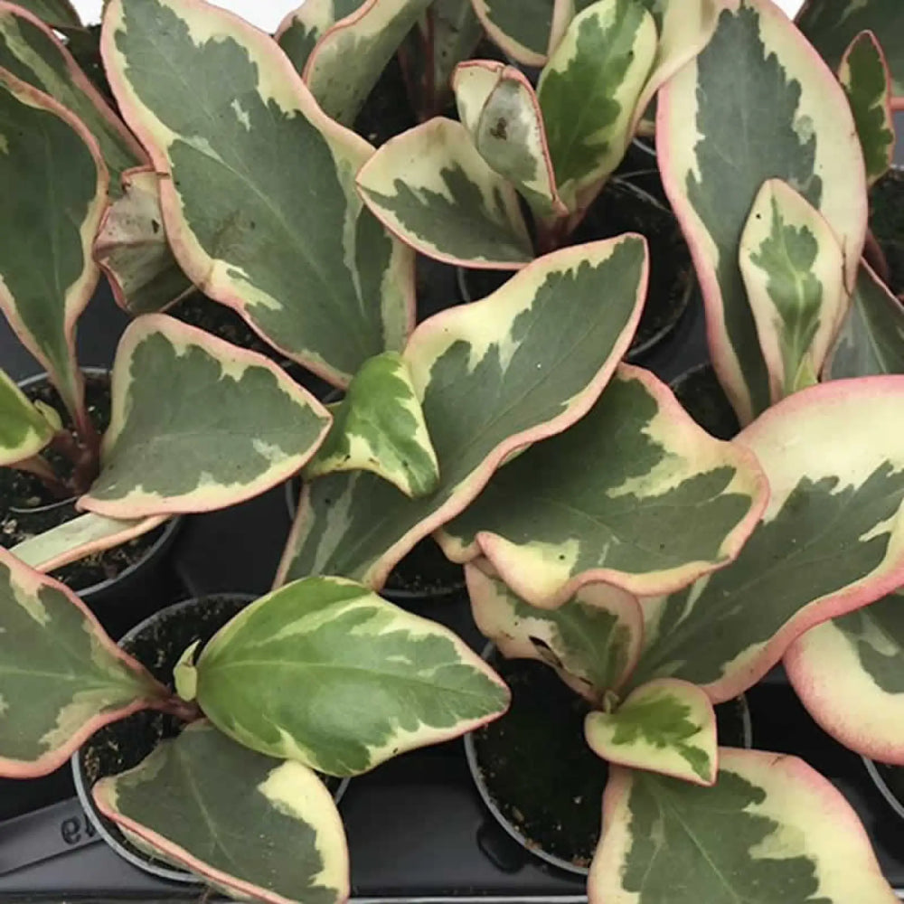 Buy Red Edged Radiator Plant (Peperomia clusifolia) (PPL457S) Online at £4.74 from Reptile Centre