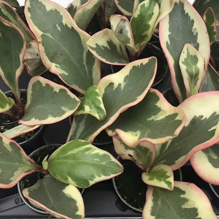 Buy Red Edged Radiator Plant (Peperomia clusifolia) (PPL457S) Online at £4.74 from Reptile Centre