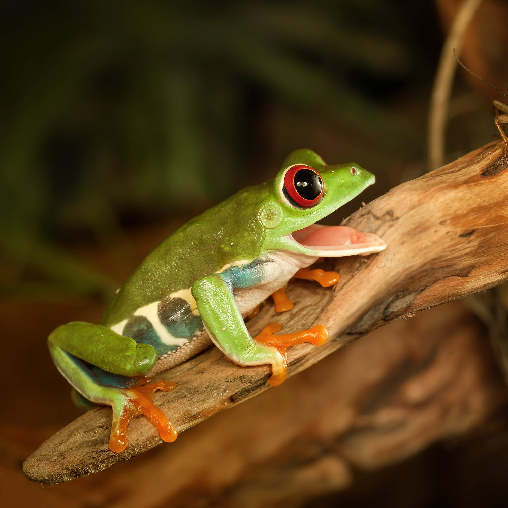 A red eyed tree frog with a green back, red eyes, orange toes, blue side patterns and a pink tongue.