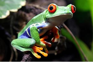 Tree Frog Lighting