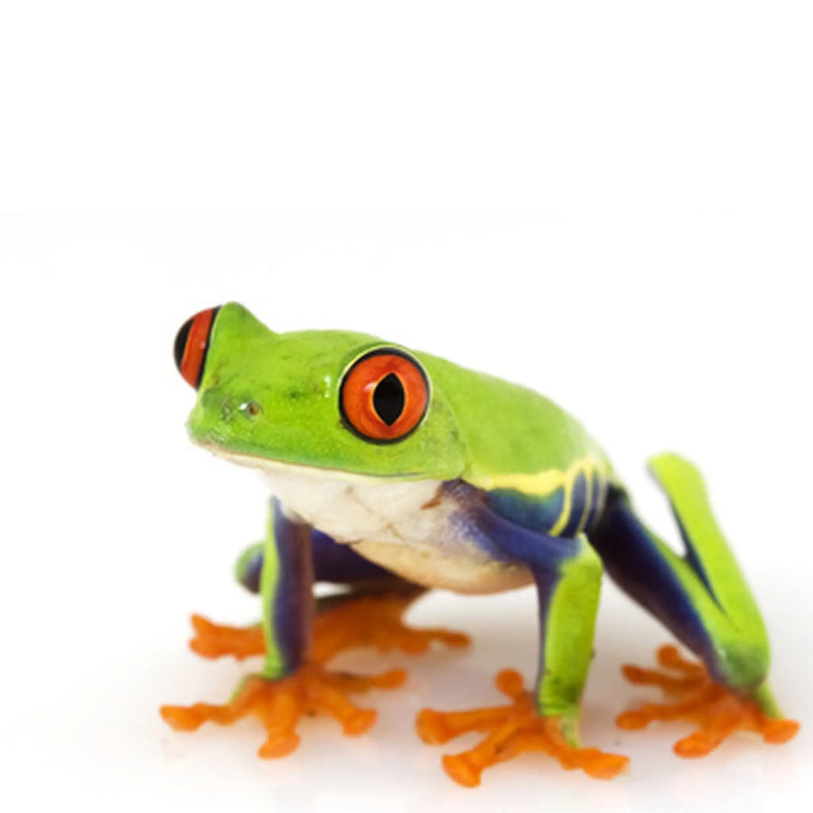 Red - Eyed Tree Frog Setup