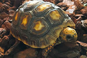 Red-Footed Tortoise Setup