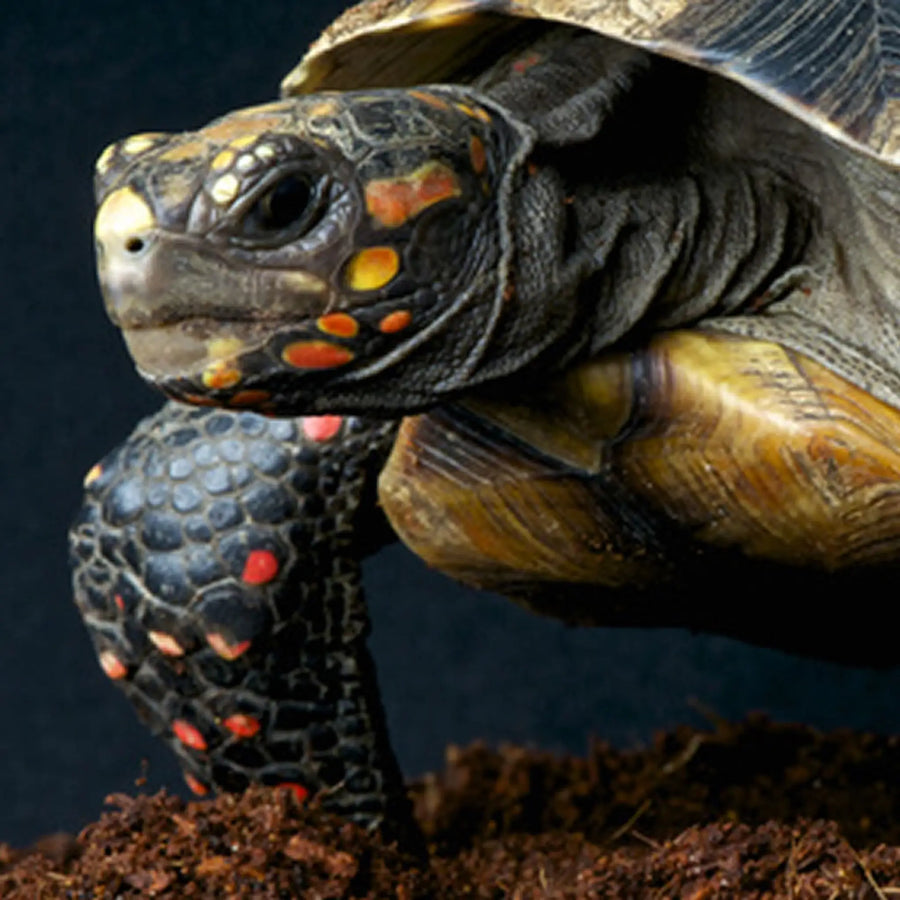 Red - Footed Tortoise Setup