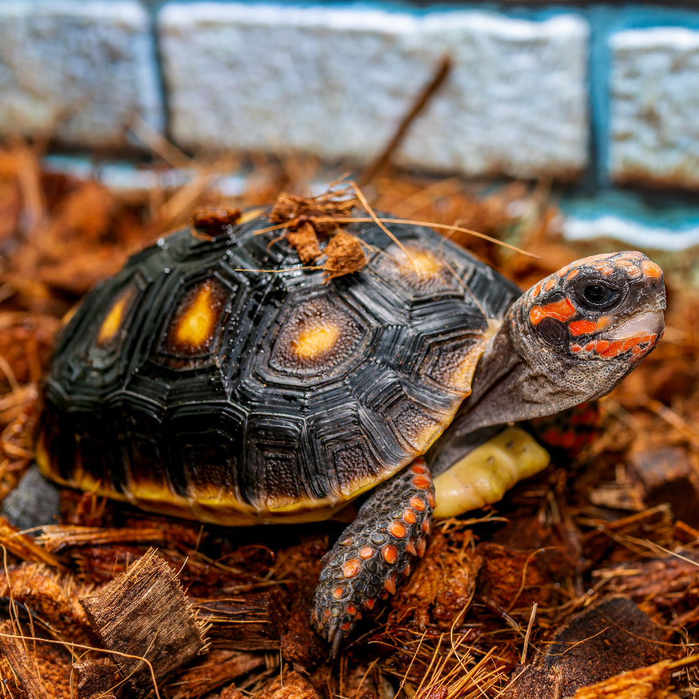 A juvenile red-footed tortoise, Chelonoidis carbonaria, on a wood fibre bedding with a little substrate on its shell.