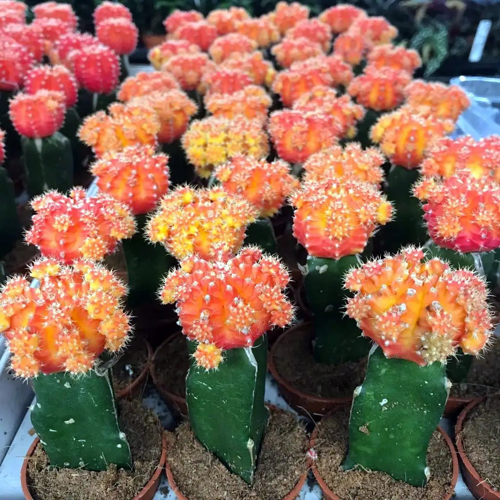 Buy Red Moon Cactus (Gymnocalycium mihanovichii) online
