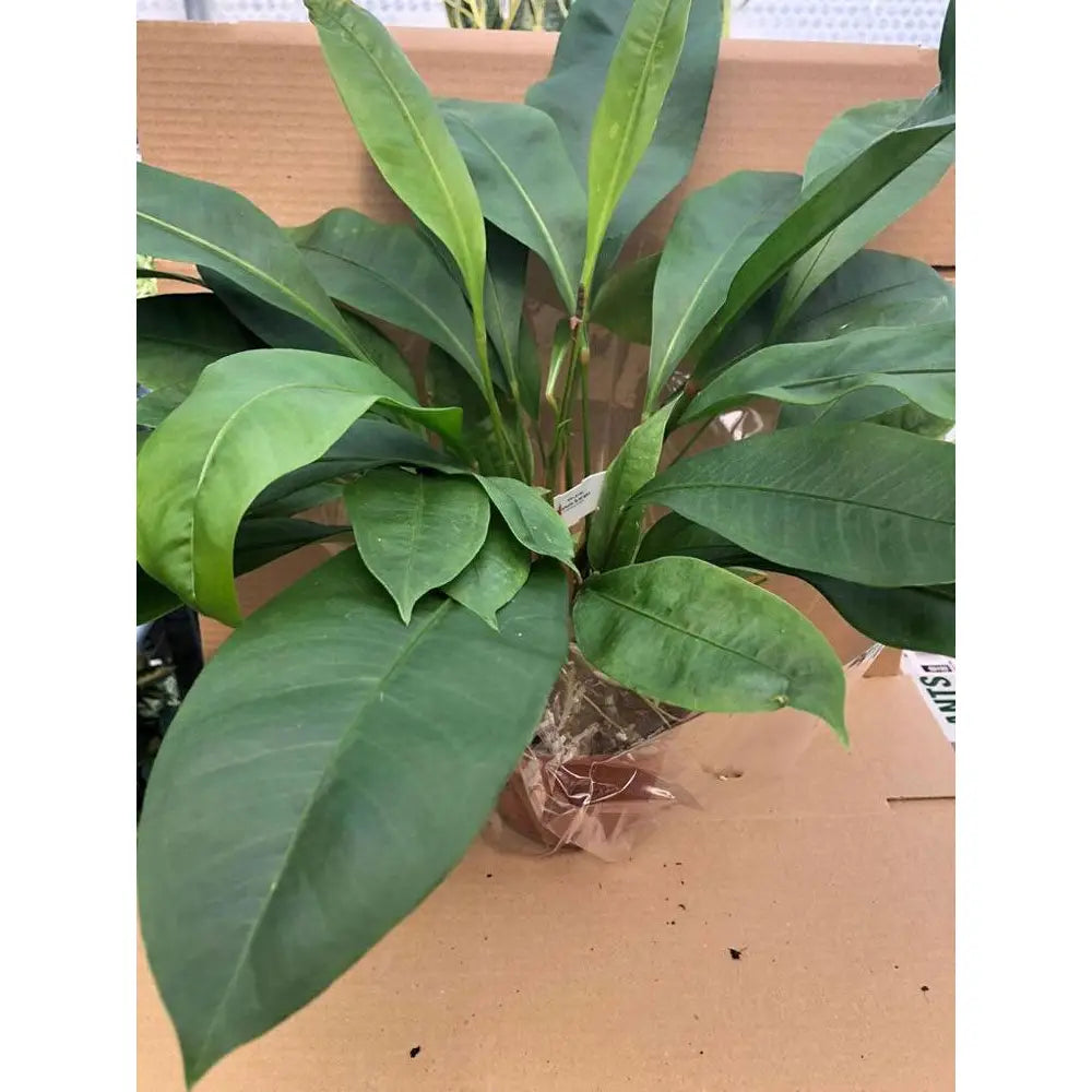 Buy Red Pearl Flamingo Flower (Anthurium gracile) online