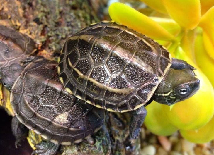 Reeves Turtle Care Guide: Diet, Tank Setup & Health