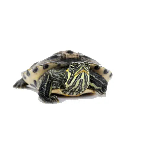 Buy Reeves Turtle Setup online