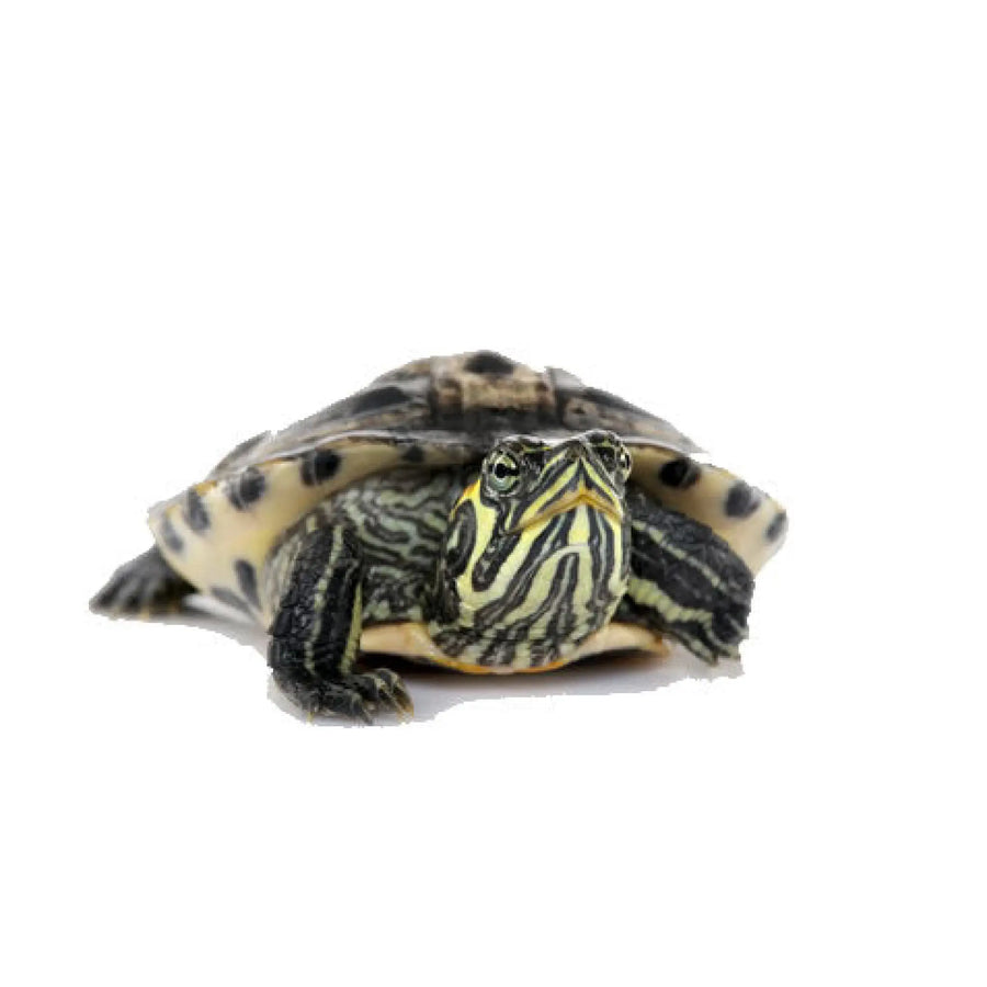 Reeves Turtle Setup
