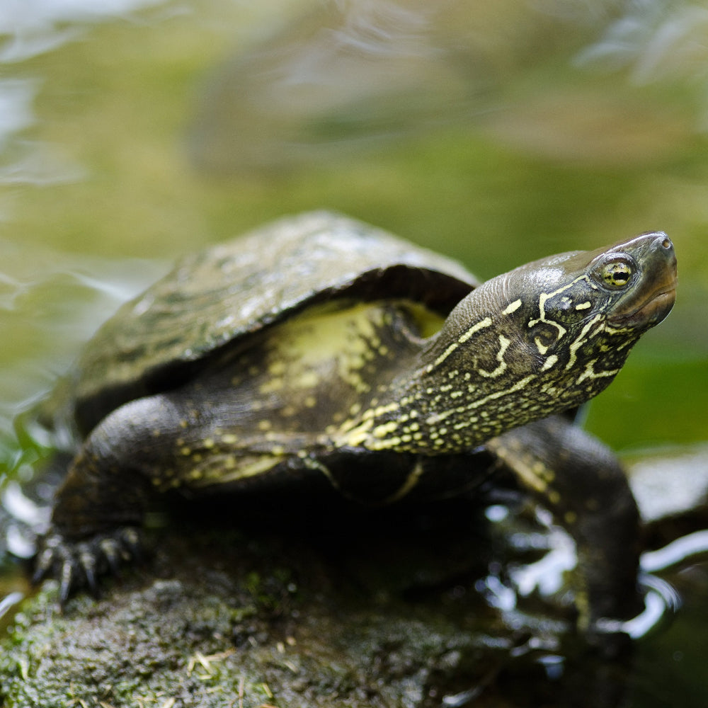 A reeves turtle with its neck elongated, climbing out of a pond and onto a rock.