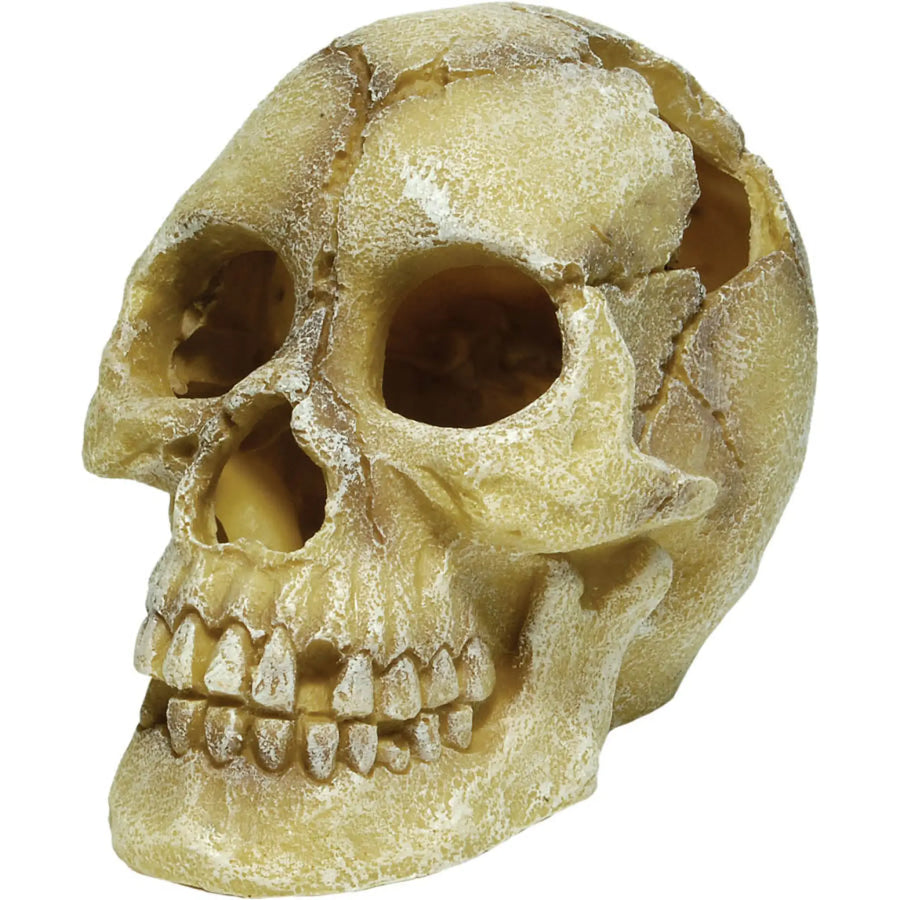 Buy RepStyle Skull Human (DRS080) Online at £12.89 from Reptile Centre