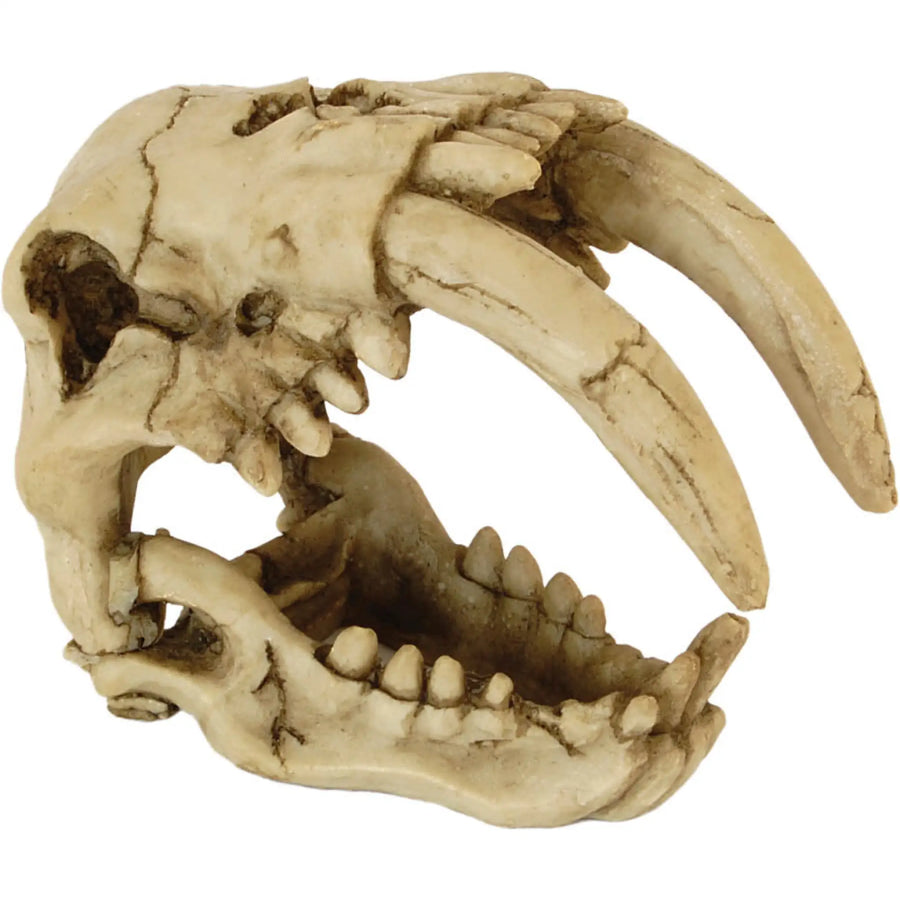 Buy RepStyle Skull Saber Tooth Tiger (DRS082) Online at £13.49 from Reptile Centre