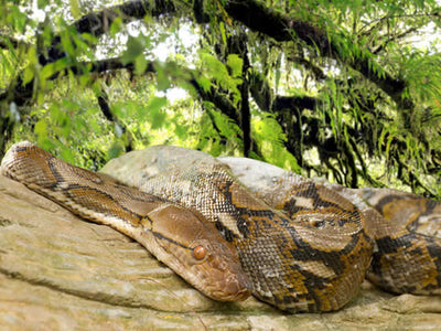 Reticulated Python Care: Expert Guide - Reptile Centre – Northampton ...