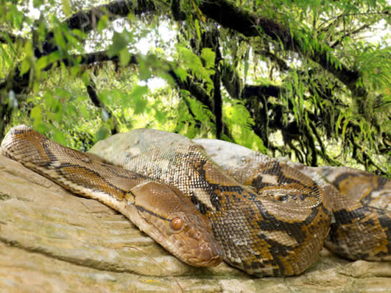 Reticulated Python Care: Expert Guide - Reptile Centre – Northampton ...