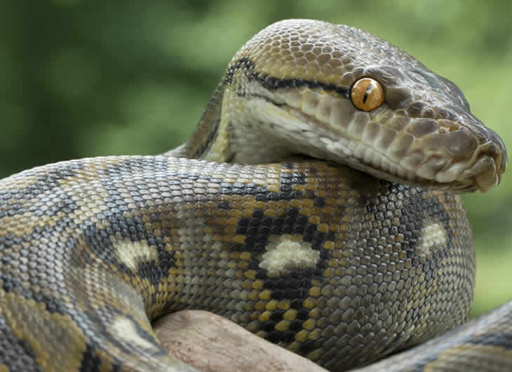 Reticulated Python Care Guide: Feeding, Enclosure & Heating