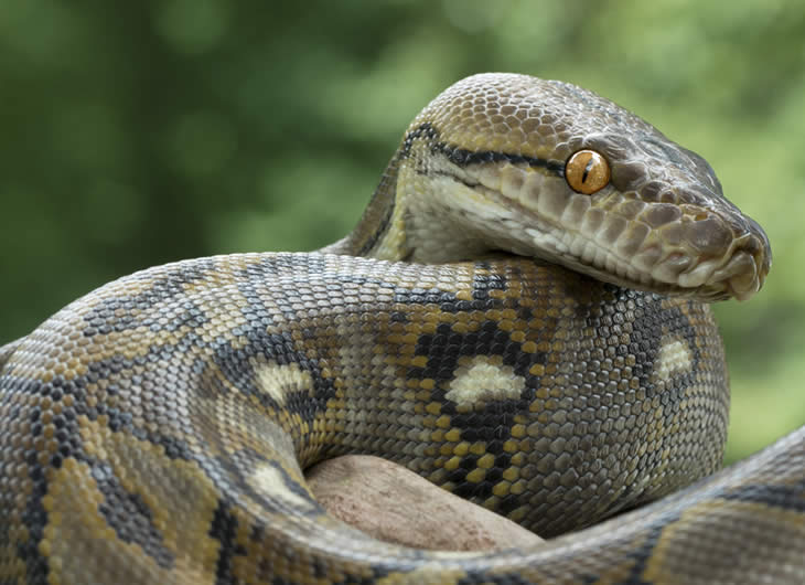 Buy Reticulated Python Setup Online