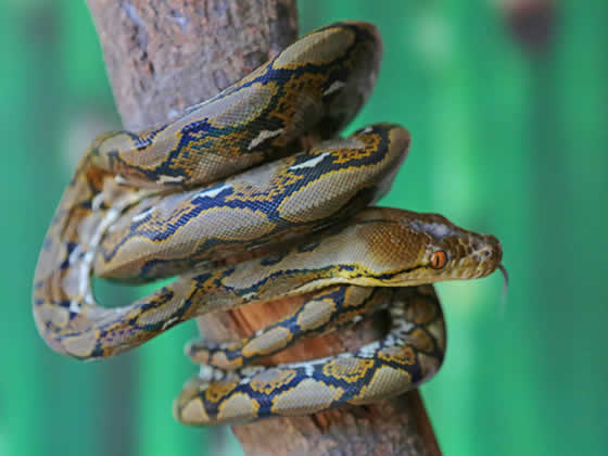 Reticulated Python