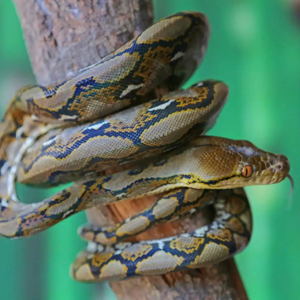 Buy Reticulated Python Setup online