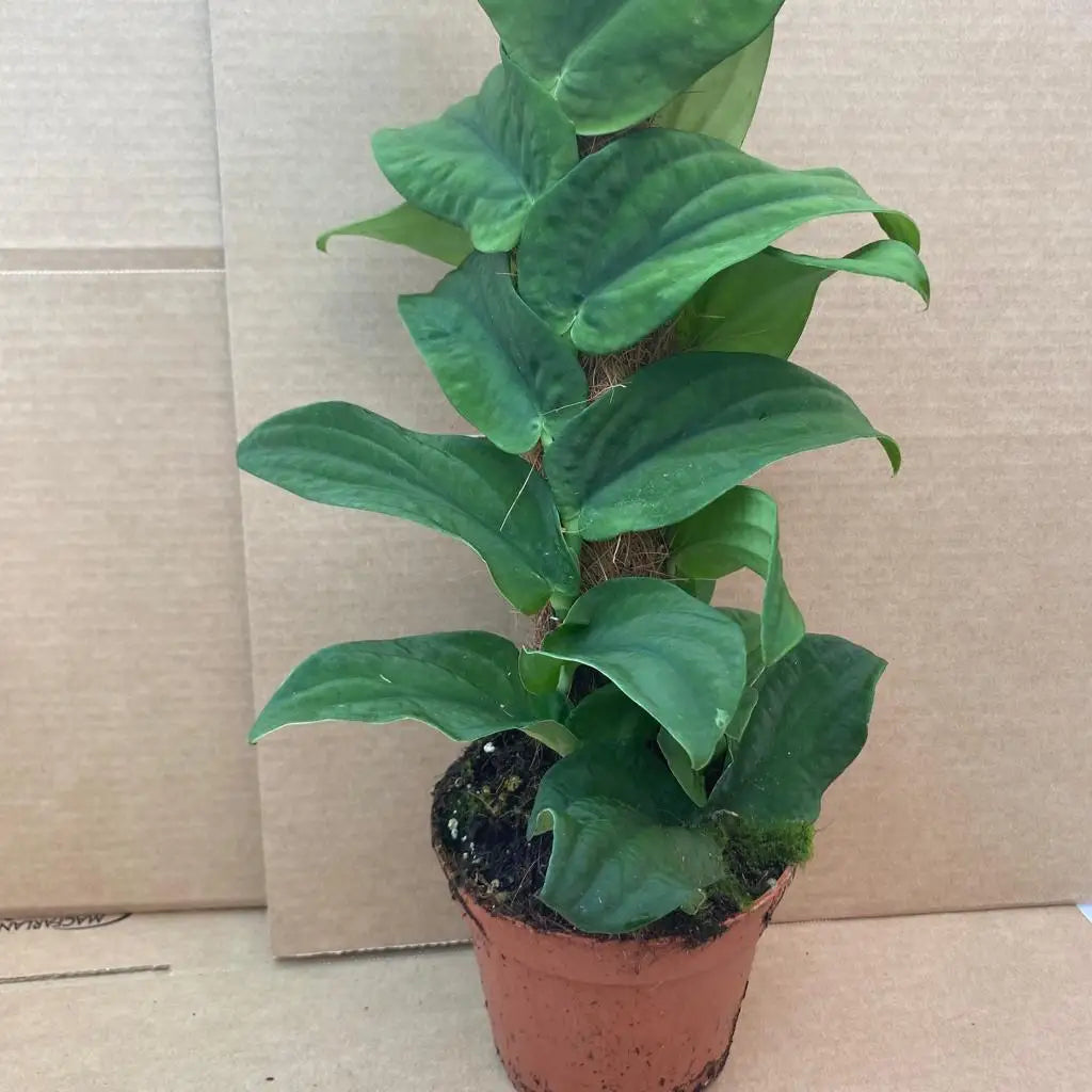 Buy Rhaphidophora korthalsii online
