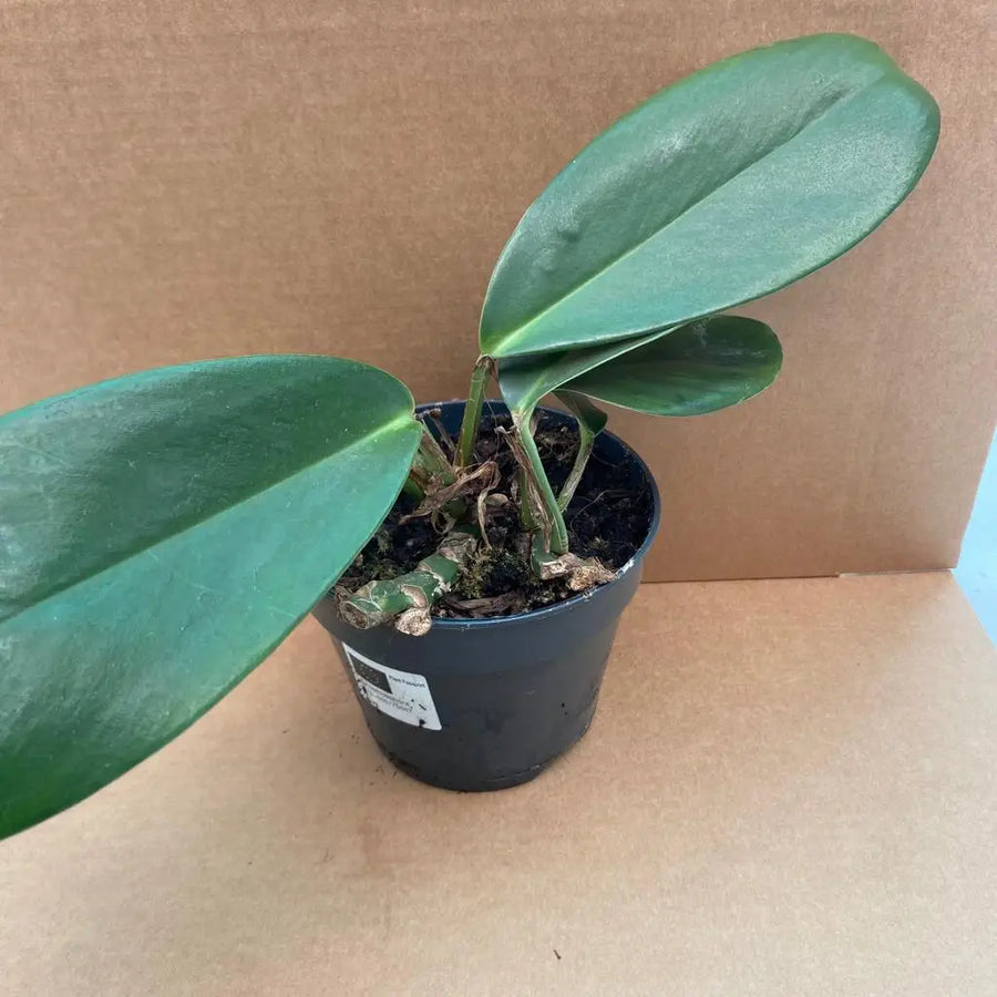 Buy Rhaphidophora sp. online