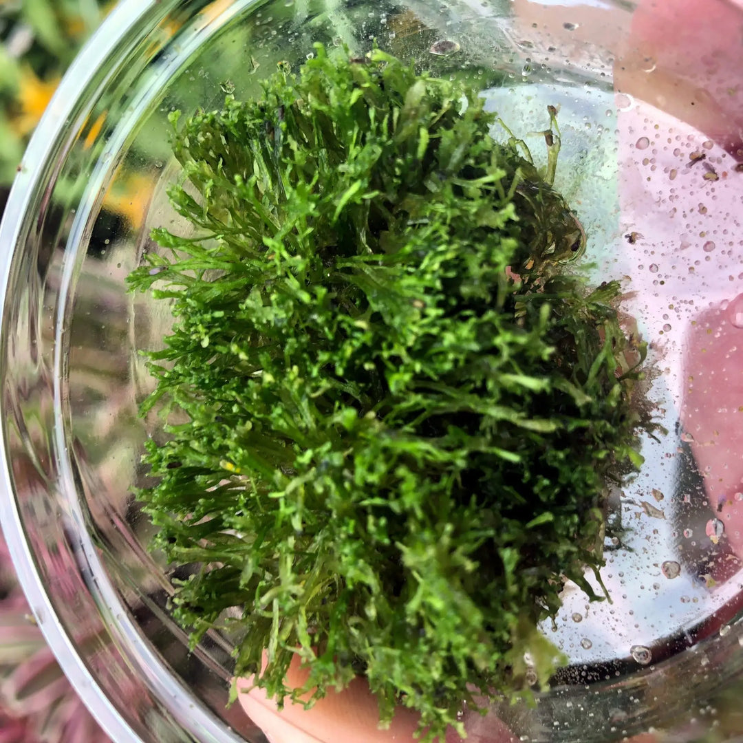 Buy Riccia Moss (Riccia fluitans) online