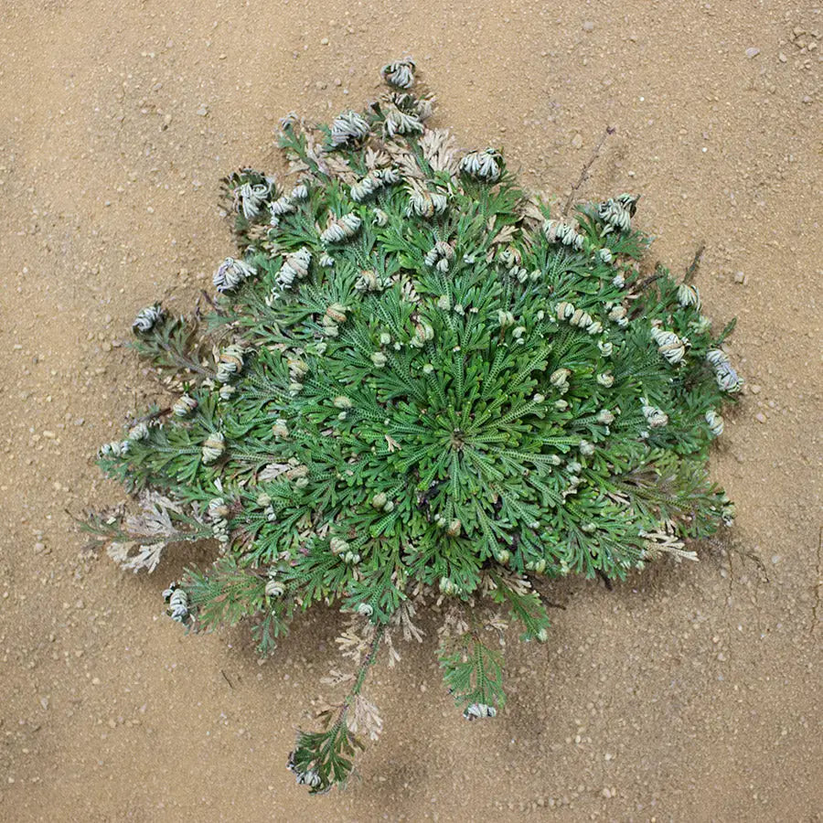 Buy Rose of Jericho (Selaginella lepidophylla) online
