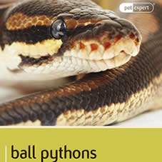 Deep Fry Python Burmese Python Care: Giant Snake Expert Guide - Reptile Centre