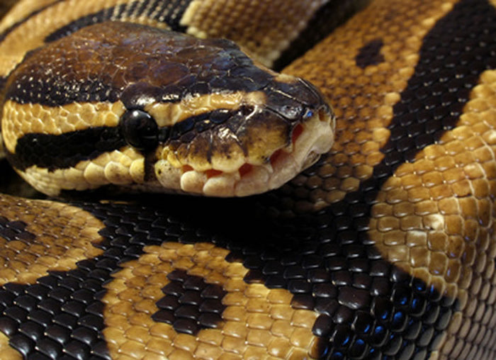 Ball Python Heating