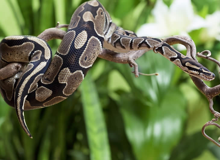 Ball Python Care Guide: Feeding, Habitat & Health Essentials