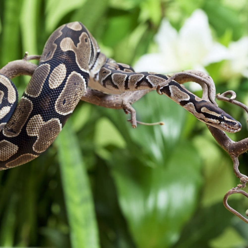A royal python climbing along a bending branch against a backdrop of vibrant green leaves.