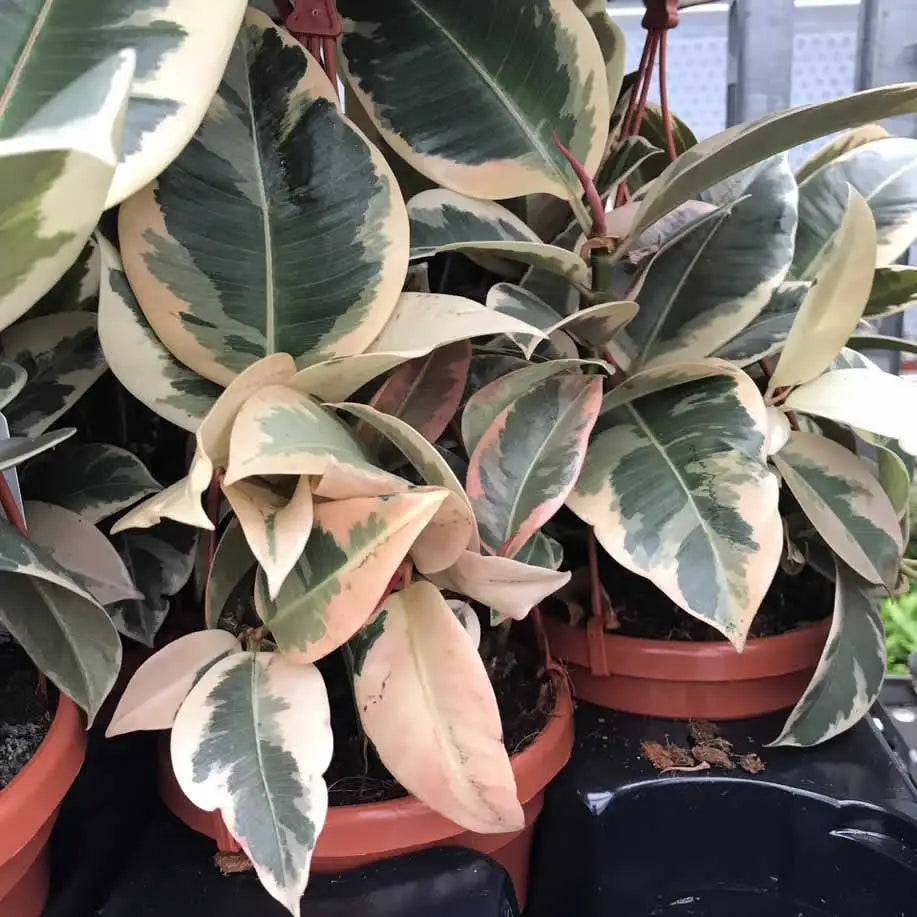 Buy Rubber Fig (Ficus elastica) online