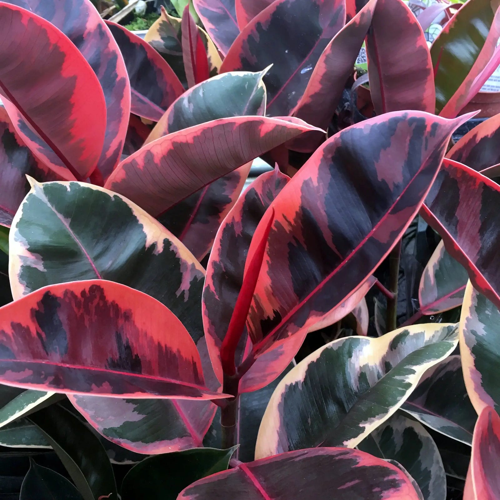 Buy Rubber Fig (Ficus elastica) online