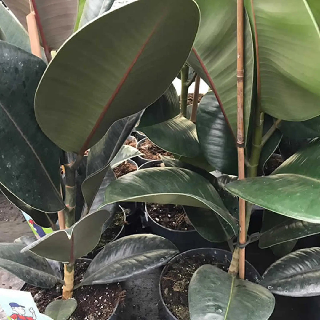 Buy Rubber Fig (Ficus elastica) (PPL221XL) Online at £18.99 from Reptile Centre