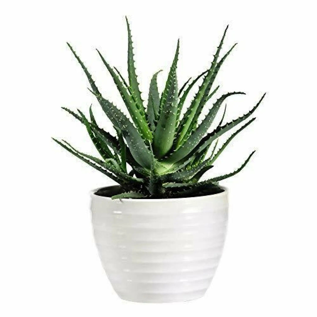 Buy Rubble Aloe (Aloe mitriformis) (PPL002) Online at £3.79 from Reptile Centre