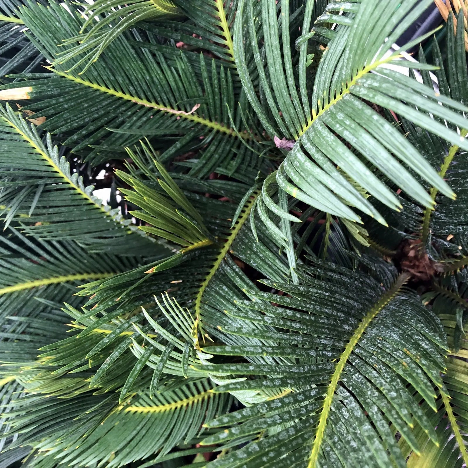 Buy Sago Palm (Cycas sp.) online